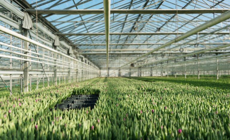 Tulip greenhouse